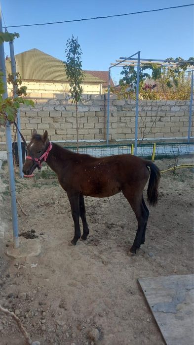 Жеребята рождаются обычно весной после 11 месяцев беременности.