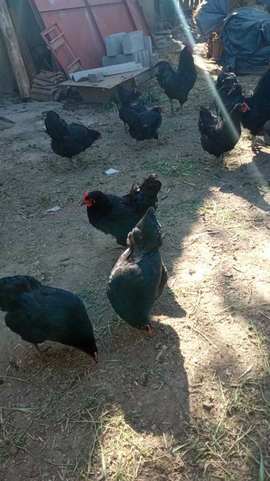 Găini rasa Australorp și rasa Brahma