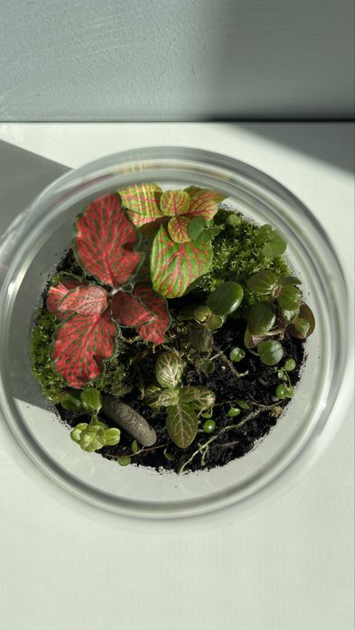 Vand terariu cu plante