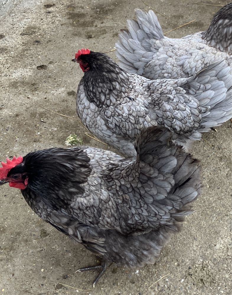 Vând ouă australorp albastru/negru!