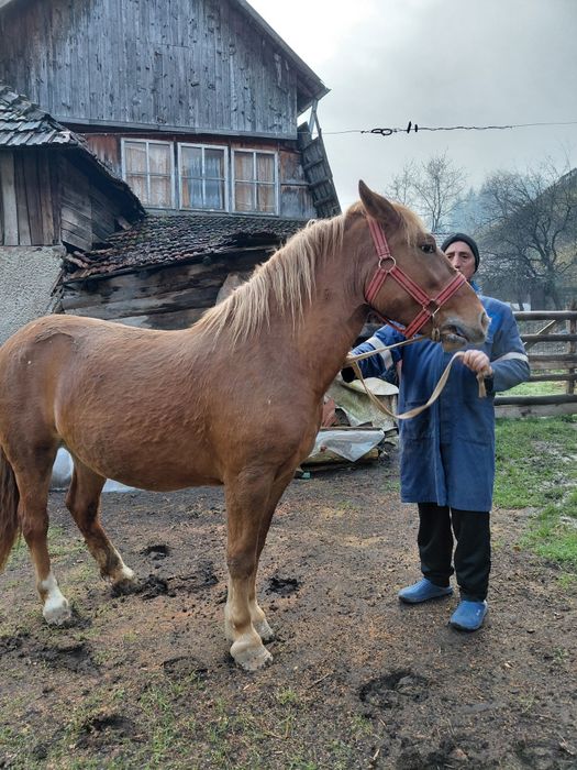 Vând iapă are 2 ani și 2 luni