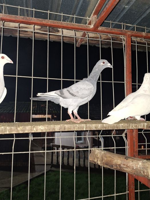 De vânzare porumbei voiajori