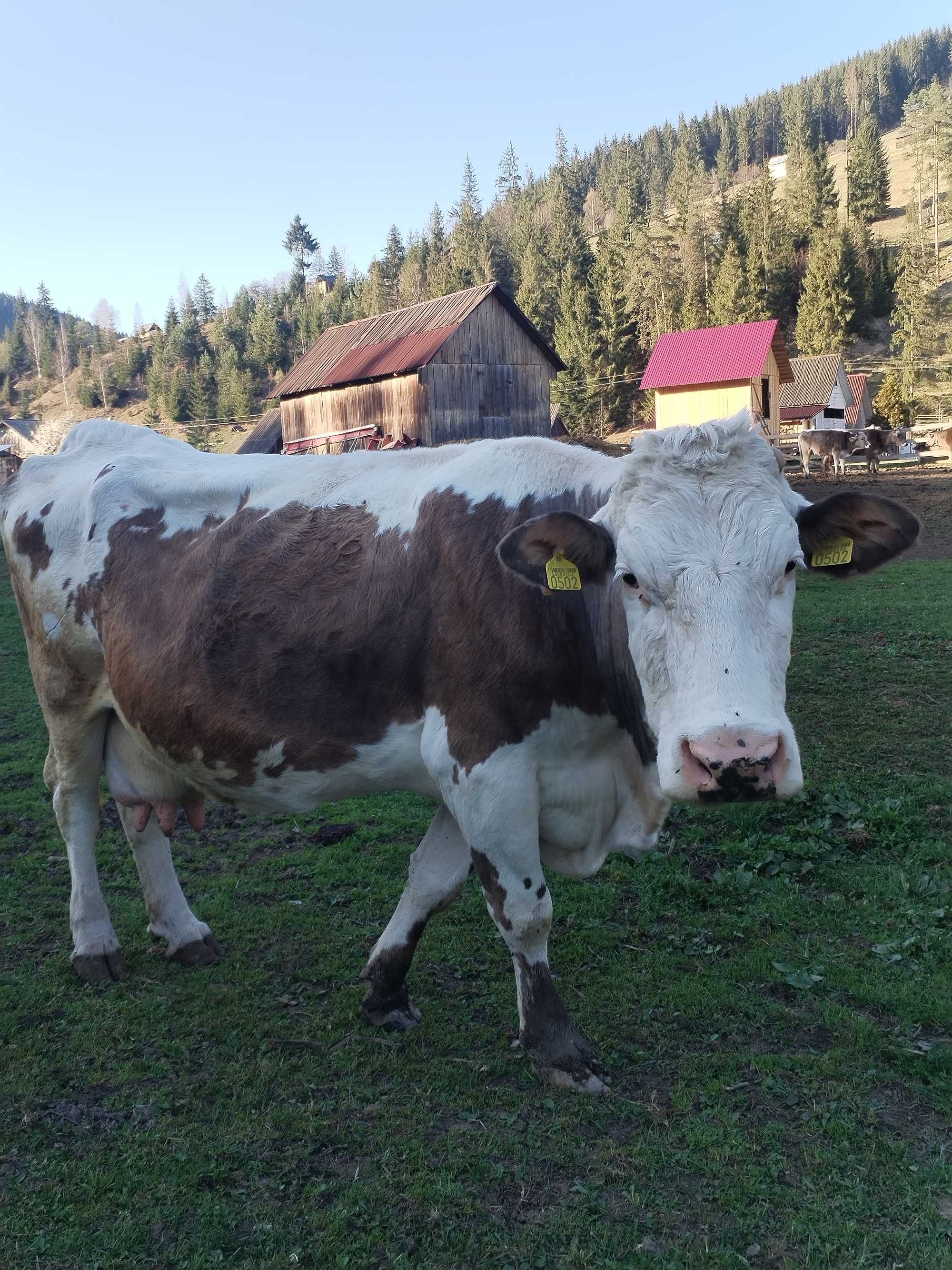 Vaca bălțată  buna de lapte