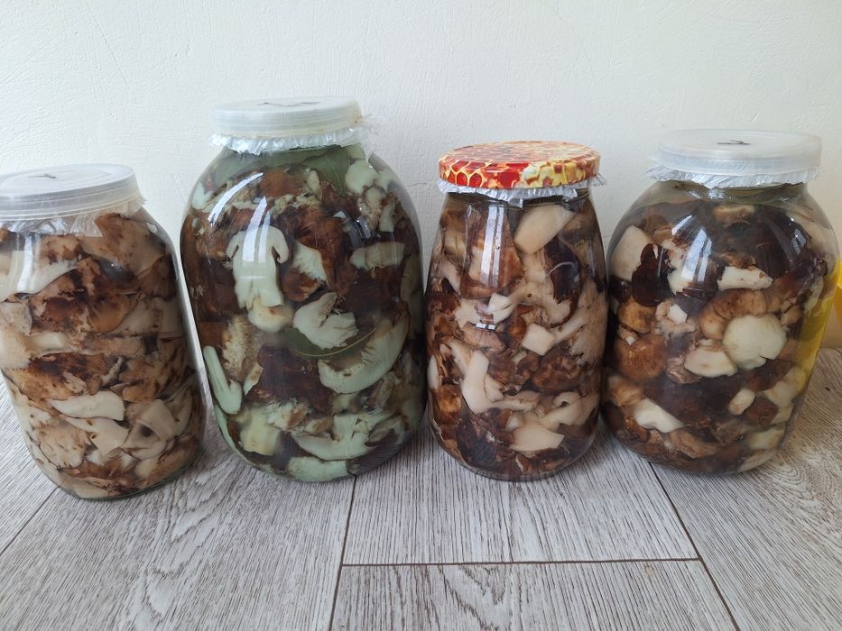 Продам грибы валуи