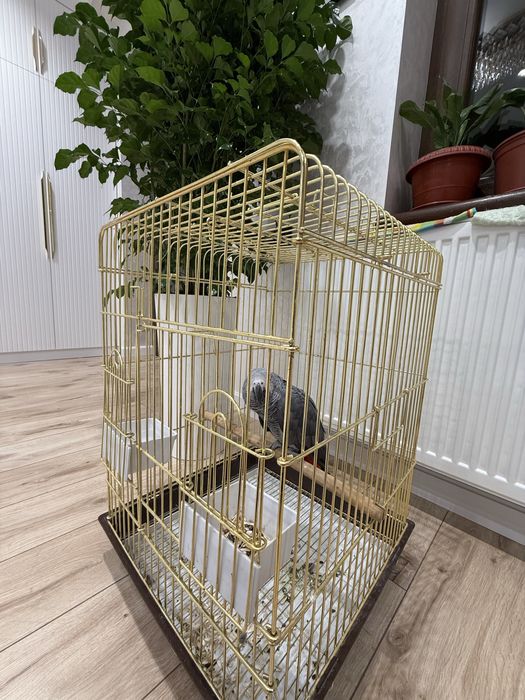 Продаю свой говорящий жако