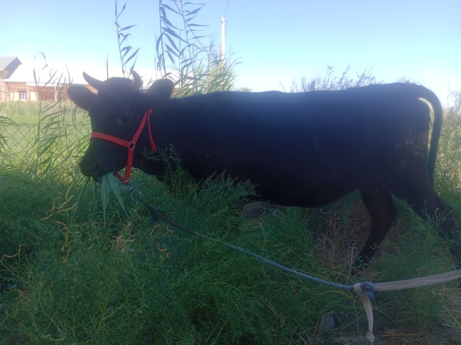 G'unojin 8 oylik bug'o'z 1chi qorin