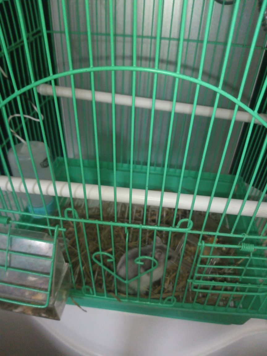 Hamster pitic si cușcă
