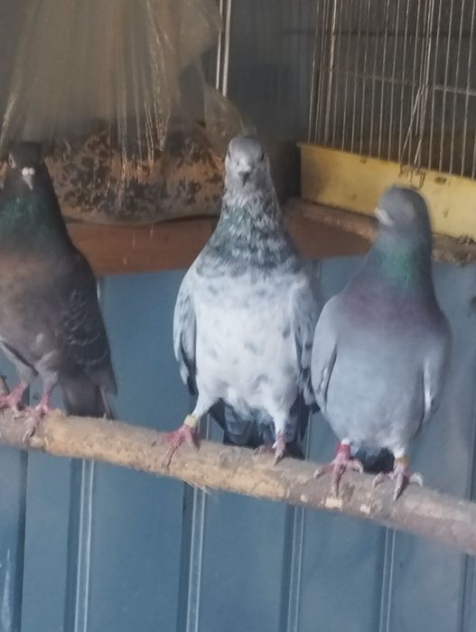 Vând tippleri englezi