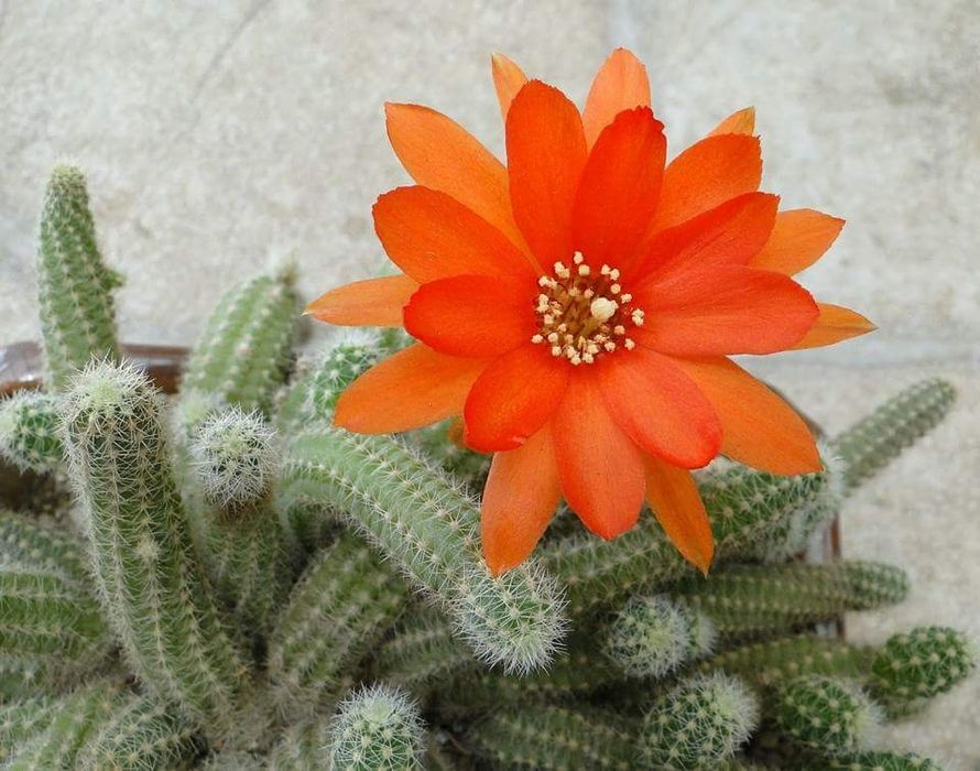 Chamaecereus silvestri