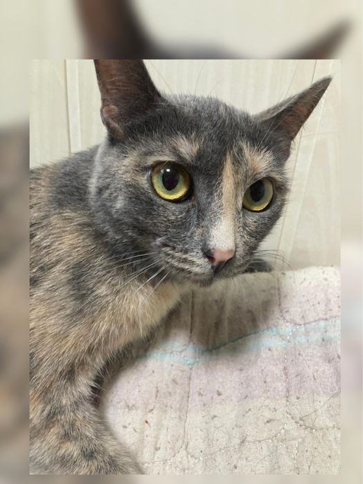 Кошка молодая стерильная ищет  дом! Костанай! Привезем!