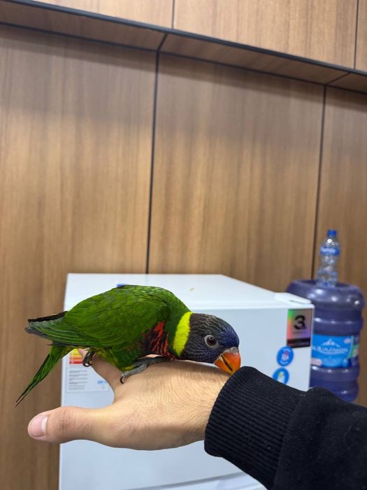 Ручной папугай Радужный Лорикет игрушка для детей