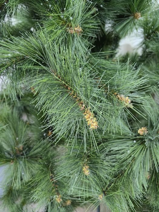 Коледна елха с украса