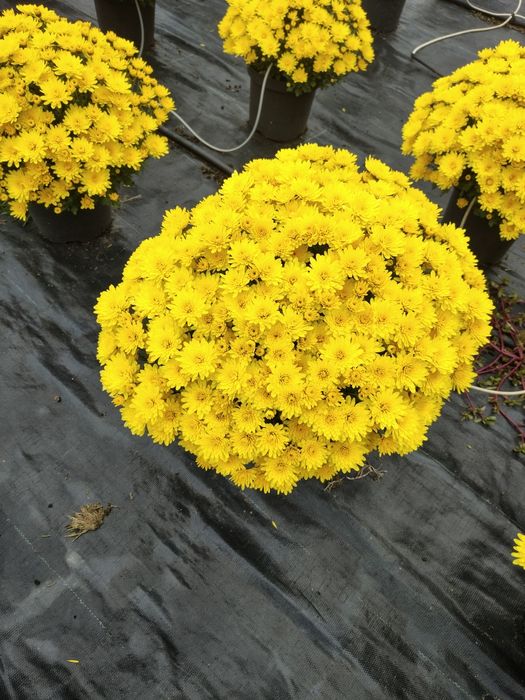 Crizanteme la ghiveci