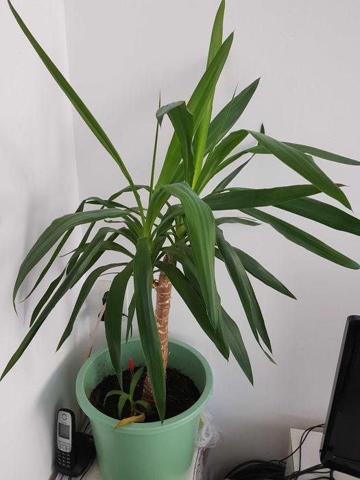 Стайно цвете в саксия спатифилум