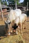 Gypsy Vanner iapă de vânzare