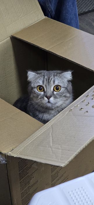 Отдам кошку в хорошие руки