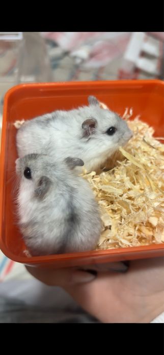 Donez Hamsteri..
