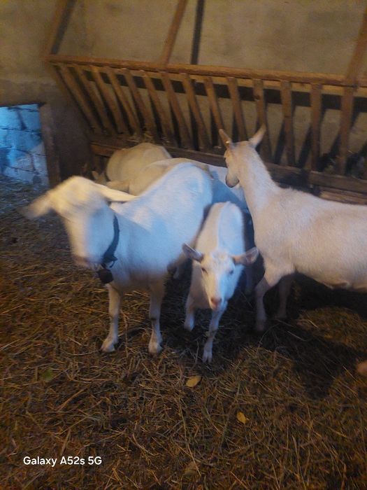 Capre saanen de vanzare și iedita..