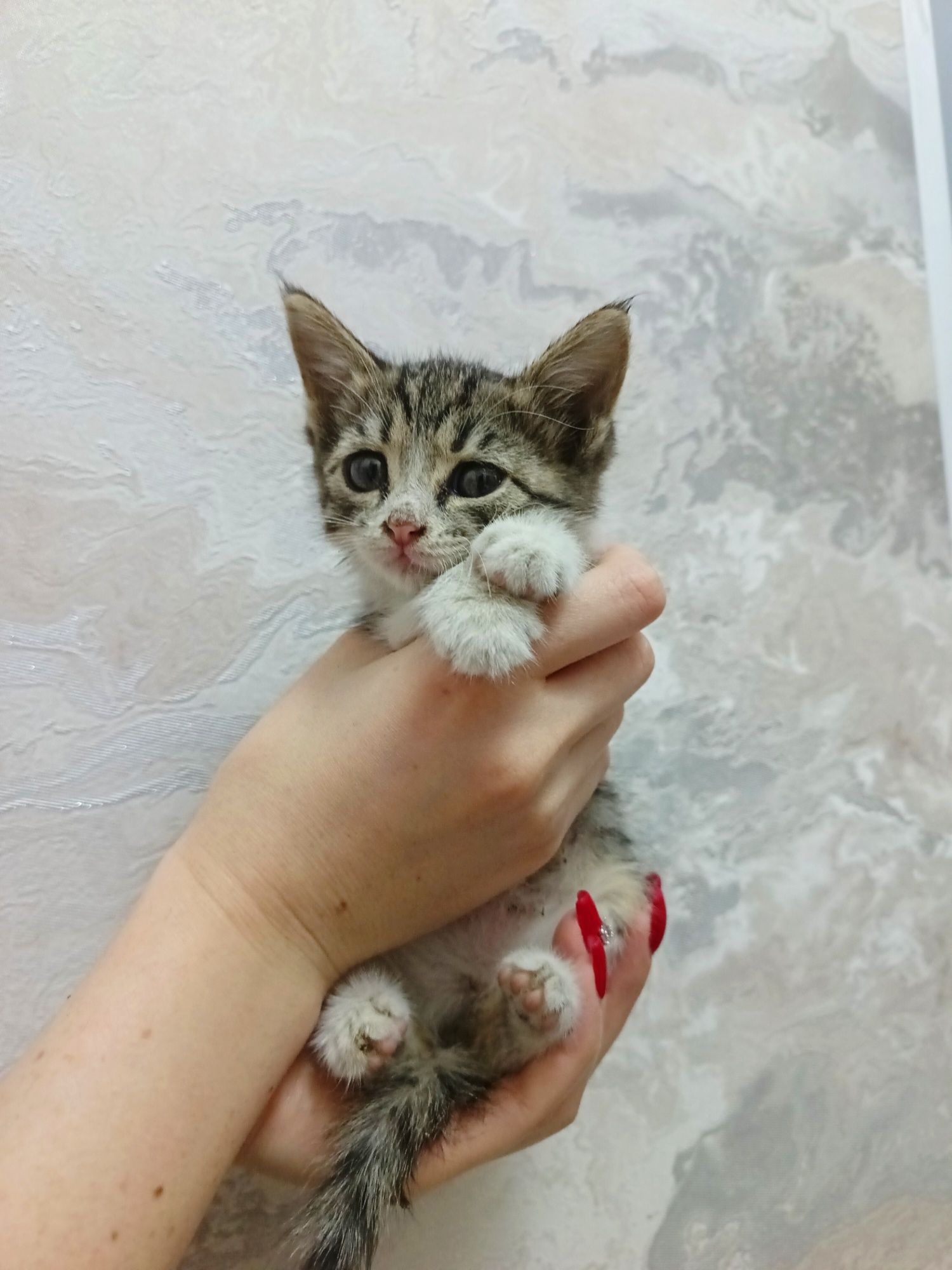 Пристратвается котенок в добрые руки