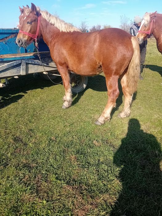 Mânză de 9 luni semi grea