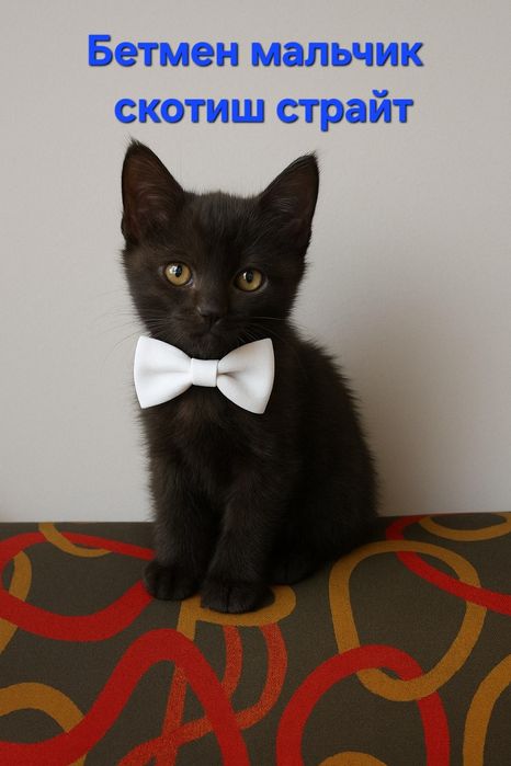 Продаются породистые  котята