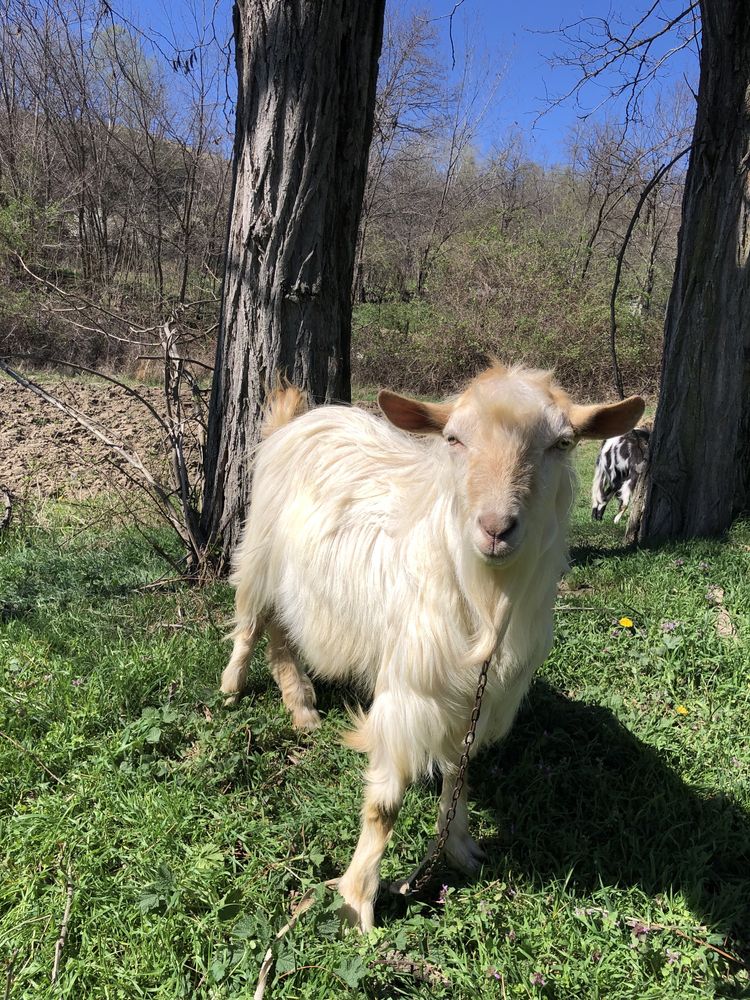 Vand vitel si țap