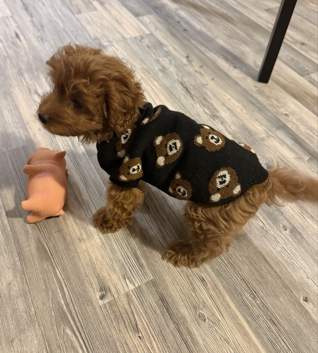 Кавапу момче на 3 месеца