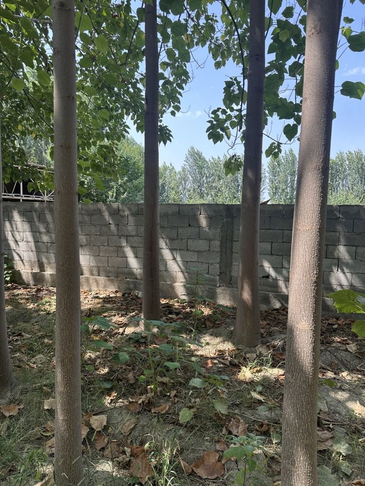 Павлония сотилади 20-25 та