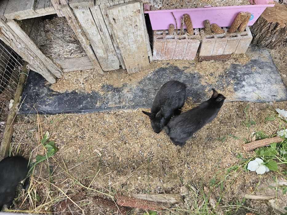 Iepurași Pitici Black Rex
