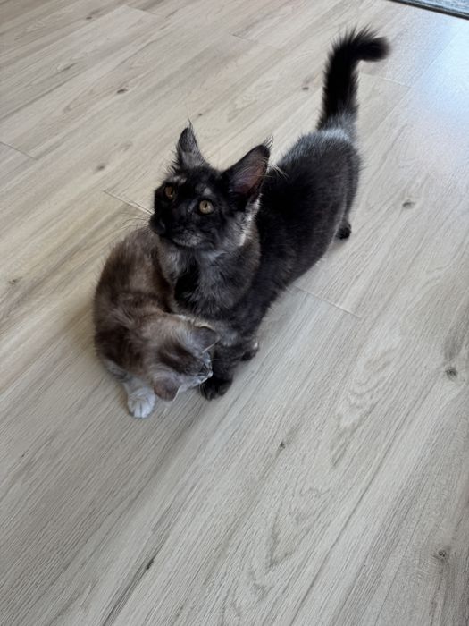Femela Maine Coon black smoke