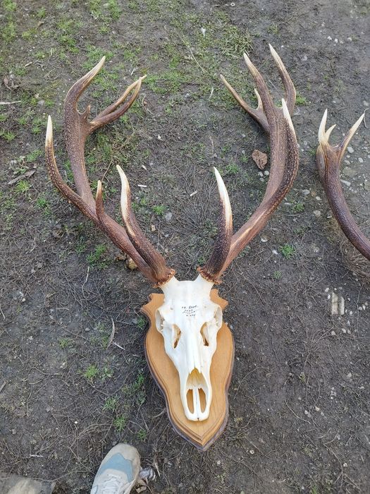 Trofee de cerb frumoase 1500 lei bucata