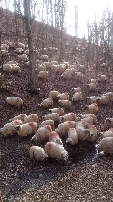 Vând 50 de oi și 47 mieluțe