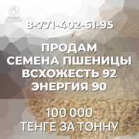 Продам семена  пшеницы
