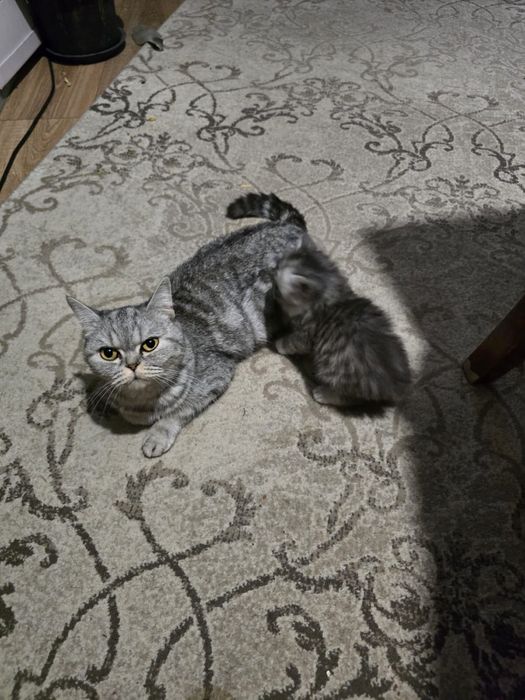 отдам кошку, зовут Мартиша