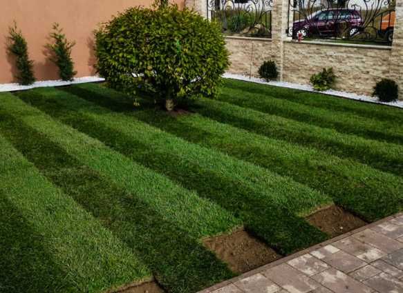 Gazon Rulou Sport / Premium