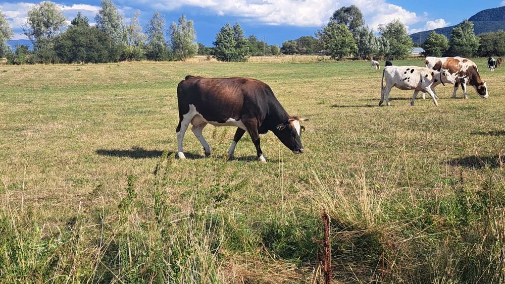 Свободни млечни крави