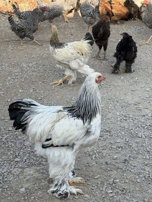 Курица белый брама чистый