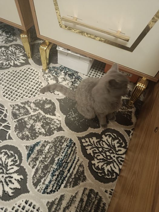 Britaniya qisqa yungli 6 oylik