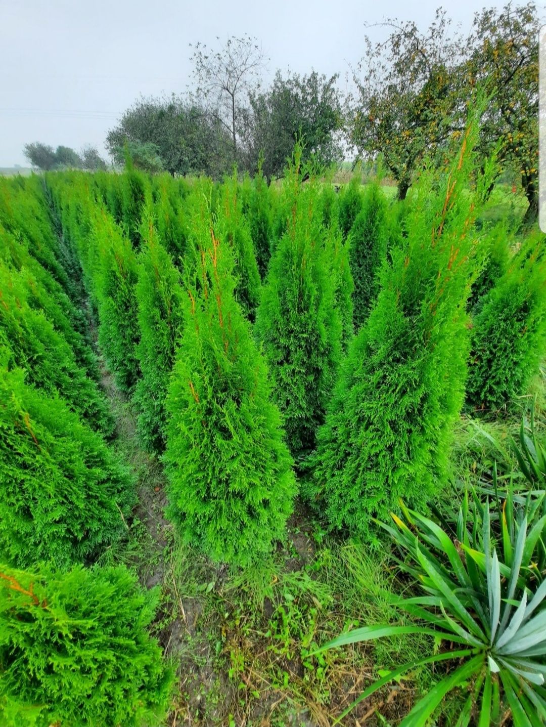 Tuia smaragd la înălțime de 70-80 cm, oferim transport si plantat