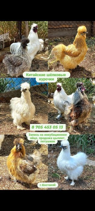 Китайские шелковые курочки (продам инкуб.яйцо, петуха, цыплят)