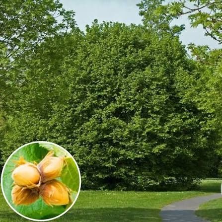 Alun corylus avellana