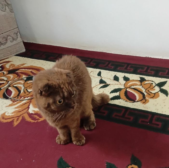 Zotdor mushuk juda aqilli