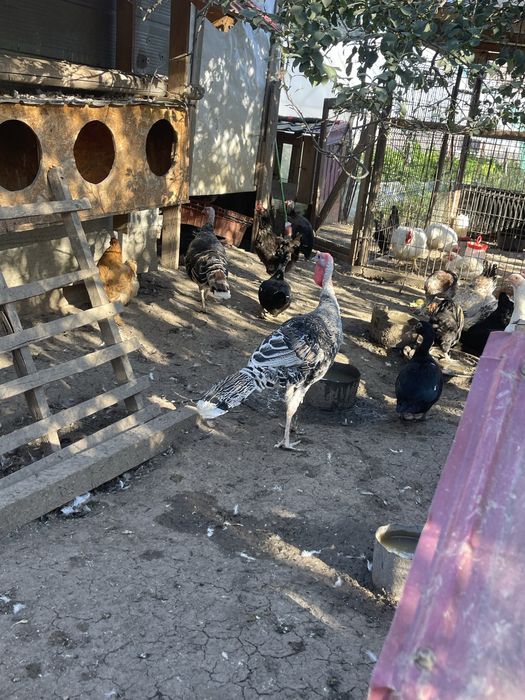 Vand curcani de tara