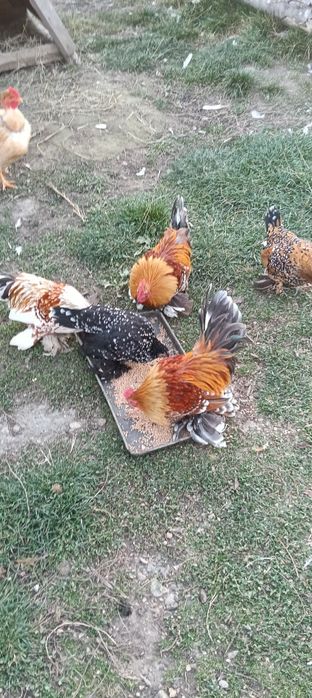 Vând cocoși+găinuțe mii de florii