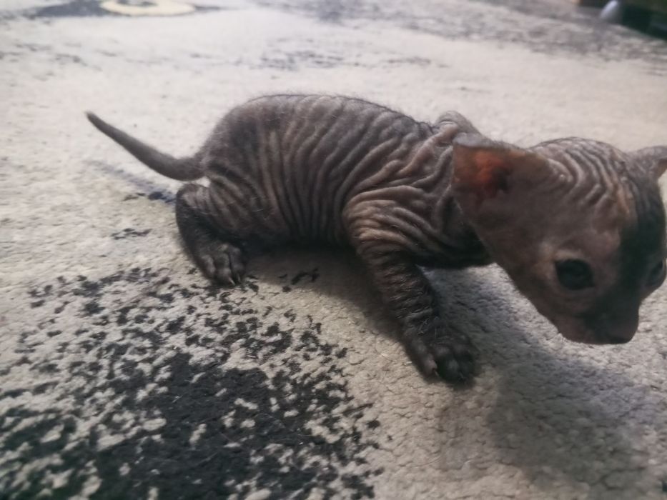 Котенок сфинкс девочка предзаказ