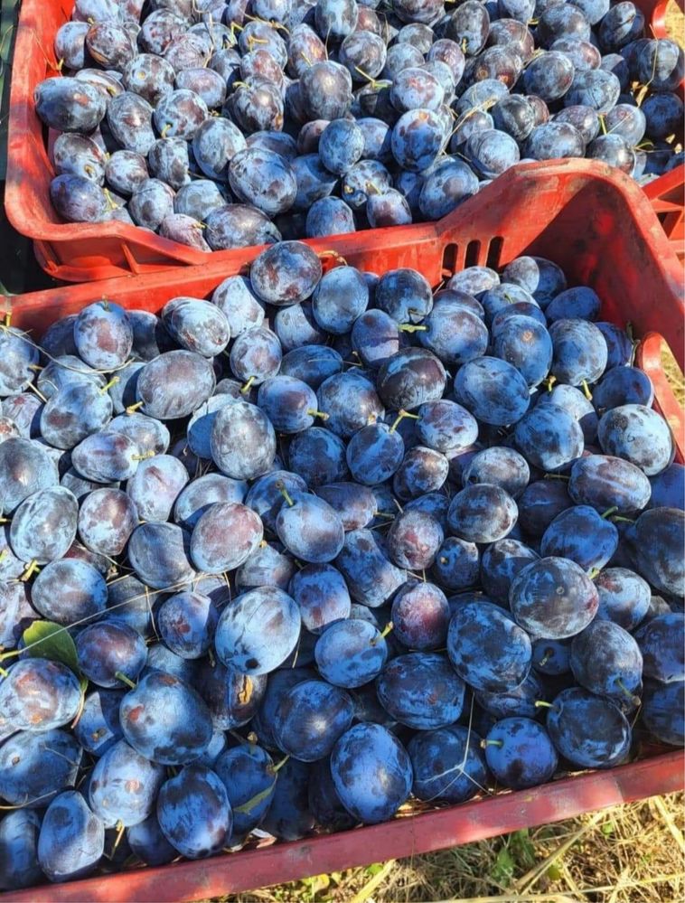 Vand prune pentru palinca