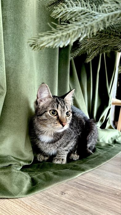 Котик ищет семью. 8 месяцев