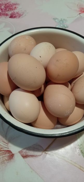 Продам яйца домашние