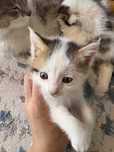 Отдам котят бесплатно,