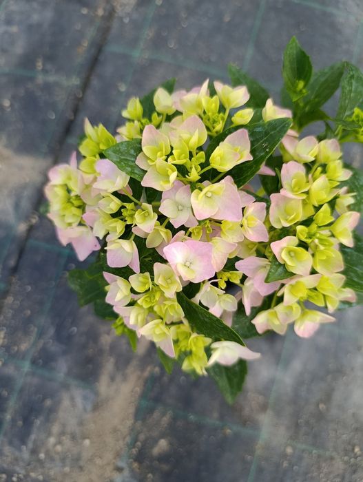 Хортензия за Слънце и сянка